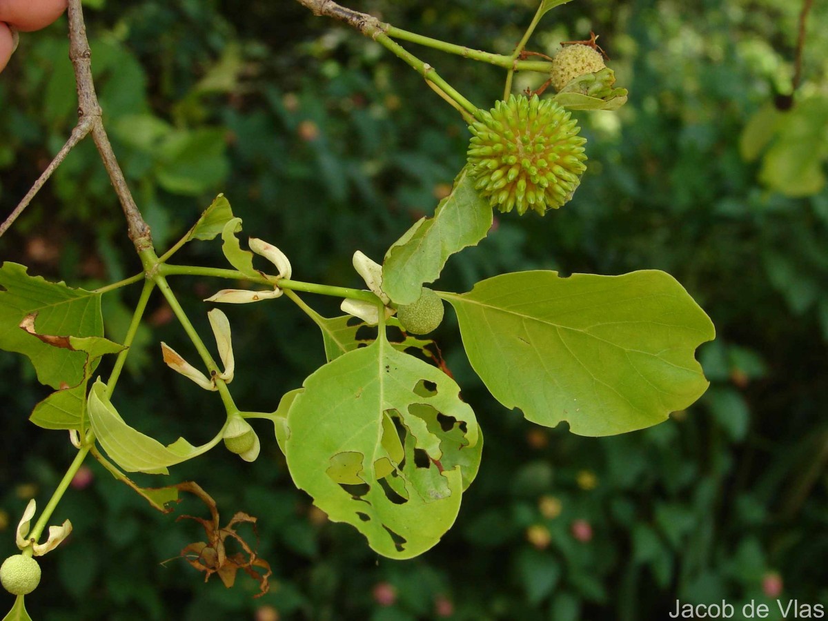 Mitragyna parvifolia (Roxb.) Korth.